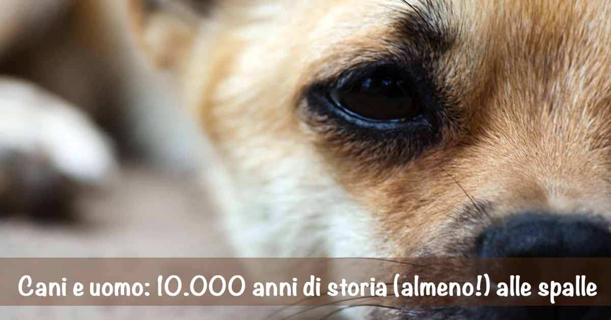 Cani e uomo: 10.000 anni di storia (almeno!) alle spalle