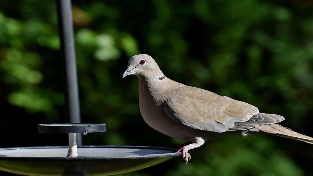 Come scacciare i piccioni dal tuo balcone Informazioni.it