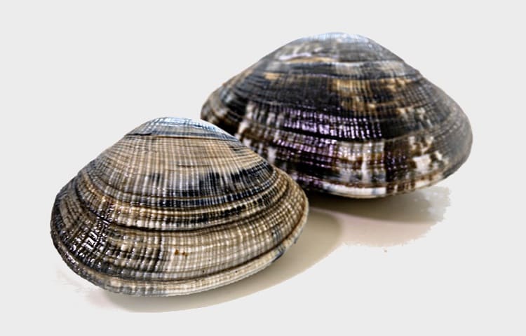 vongole
