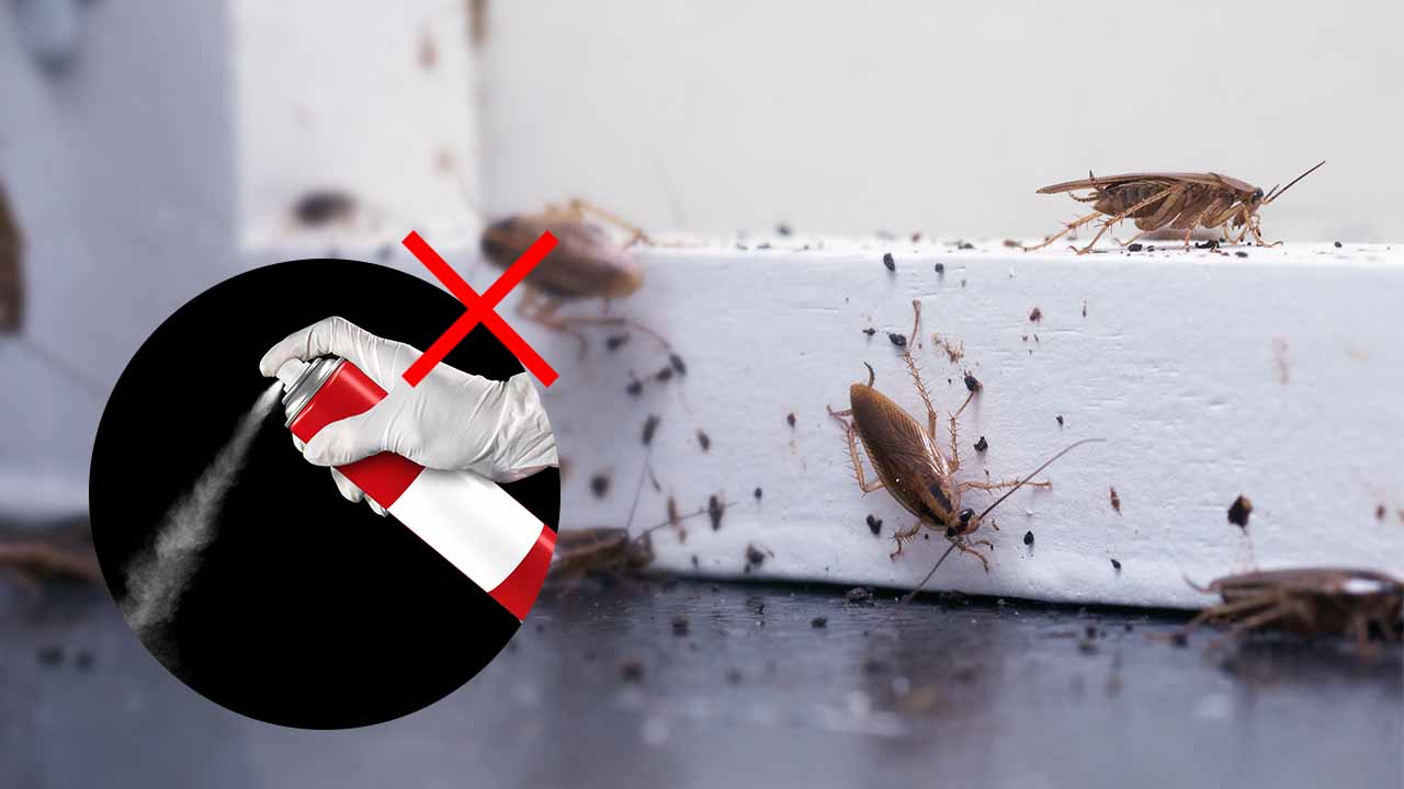 l'insetticida non basta