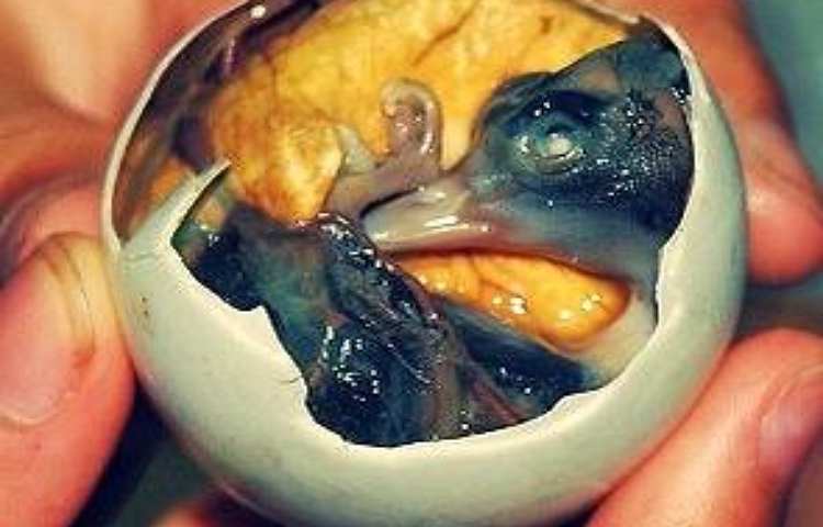 uovo balut