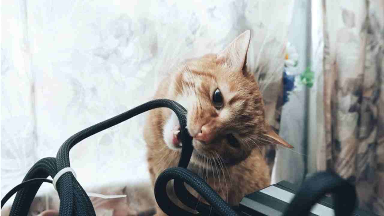 Gli animali mordono i caricabatterie? Usa questo metodo semplice per proteggerli