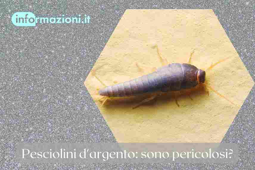 pesciolini d'argento