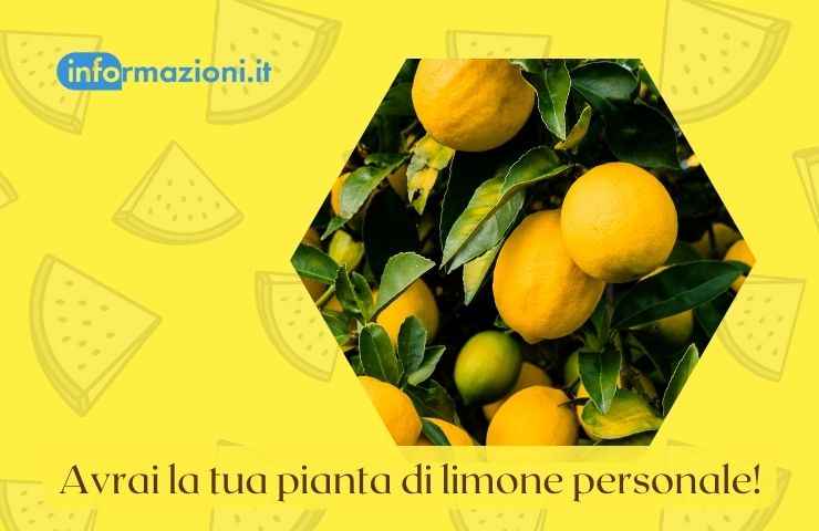 semi limone