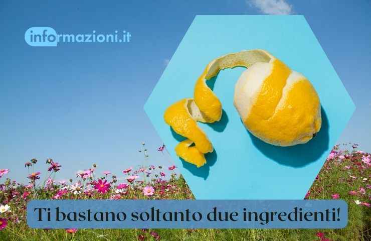 moscerini limone