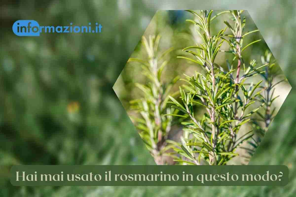 rosmarino