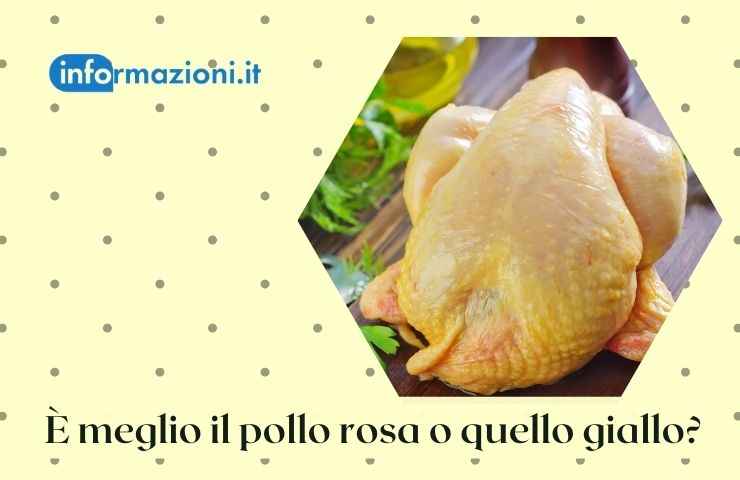 pollo giallo bianco