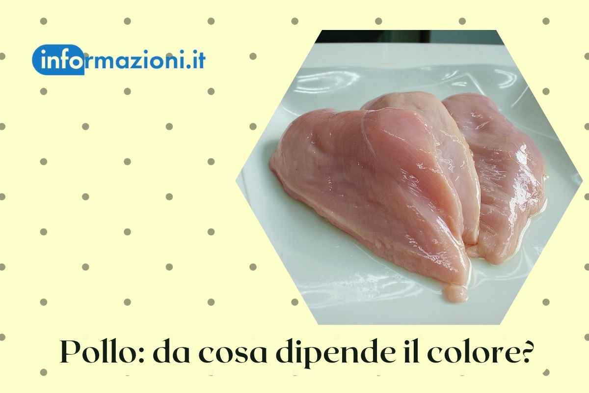 pollo